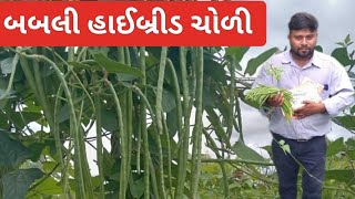 દુનિયાની સૌથી પહેલી હાઈબ્રીડ ચોળી બબલી  Hibried Choli Bubbli || તાપી વ્યારા જેતવાડી || 99048 81314