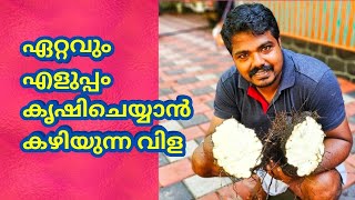 ഏറ്റവും എളുപ്പത്തിൽ കൃഷി ചെയ്യാൻകഴിയുന്ന വിള