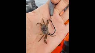 HOW TO - Rigging the new Sheepshead jig for suspended fish with a fiddler crab.