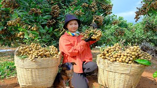 Harvesting Longans to sell at the market and making longan lotus seed tea.