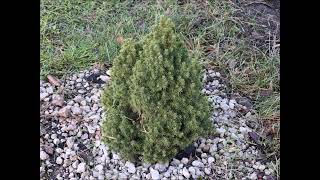 Świerk biały/White spruce - popularne drzewo ozdobne/popular ornamental tree [ENG SUB]