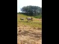 ollie gets 15 cows out in under 3 minutes