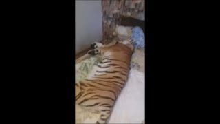 Guy Found Out His Tiger Is Sleeping in His Bed