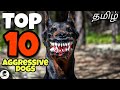 உலகின் 10 ஆக்ரோஷமான நாய்கள் | aggressive dogs | canine empire