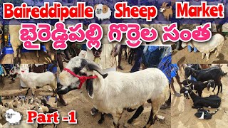 Sheep and Goat Market in Baireddipalle | Baireddipalle Sheep Market ‎|@ckgowthamvlogs