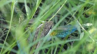 Plee's Tropical Racer catching Rainbow Whiptail, Santa Marta Airport, Colombia, 29 Oct 2016