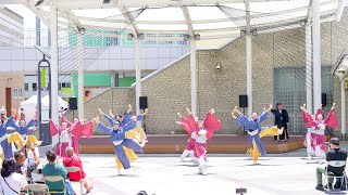 [4K] いなせもん 1回目　いずみよさこい祭り 2022