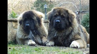 Ürögpásztora caucasian dogs (Mirkó, Boni, Matyi) - happy days