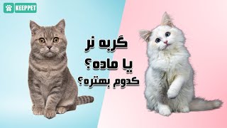 گربه نر یا ماده؟ کدوم رو برای نگهداری انتخاب کنم؟