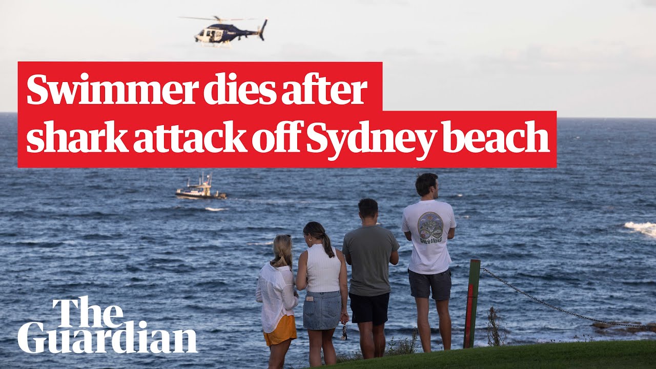 Sydney Shark Attack: Search For Remains After Shark Kills Swimmer Off ...