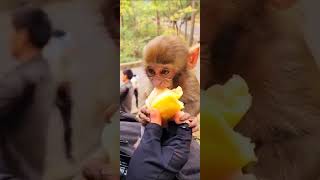 Monkeys, Baby monkey videos   BeeLee Monkey Fans #Shorts EP936