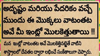 అదృష్టం మరియు పేదరికం వచ్చే ముందు ఈ మొక్కలు వాటంతట అవే మీఇంట్లో మొలకెత్తుతాయి@devotionalchannel321