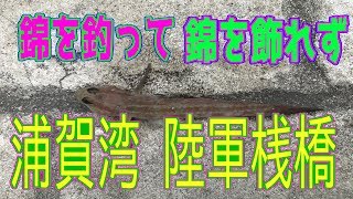 釣り動画ロマンを求めて　64釣目（浦賀湾 陸軍桟橋）