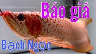 Bạch Ngọc công tử ! Giá sẻ là bao nhiêu