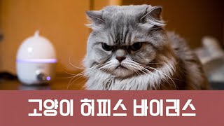 고양이 허피스 바이러스, 증상부터 치료까지 알아보자