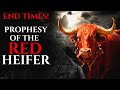 Is it the End Times? Red Heifer Sacrifice Explained