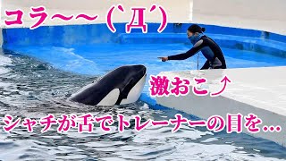 レスキューランディング後、トレーナー激おこ？ 鴨川シーワールド Kamogawa Sea World orca シャチショー Orca Killerwhale