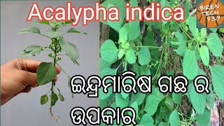 💯💯 ଇନ୍ଦ୍ରମାରିଶ ଗଛ ର ଉପକାରିତା // Indra Marisa gachha // Acalypha Indica // Acalypha Indica Tree 🪴🪴🪴