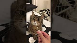 猫は綿棒がお好き　その４