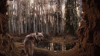 Rik Bakker. Wolftoeristen, Laat de Wolven op de Noord Veluwe met Rust. Native Flute Music.