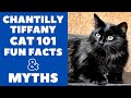 Chantilly-Tiffany Cats 101 : Fun Facts & Myths