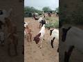 good enjoy short morning goats village life