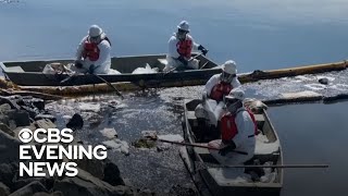California oil spill puts nearby wildlife at risk