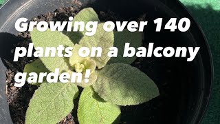 Growing over 140 plants on a balcony garden