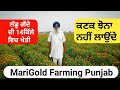 ਲੱਡੂ ਗੇਂਦੇ ਦੀ ਖੇਤੀ | MariGold flower farming in Punjab •Nirman flower farm patiala