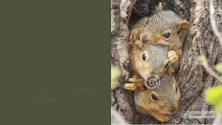 Fox Squirrel Sciurus Niger