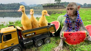 Baby monkey Bim Bim eats watermelon with ducklings | Old moments