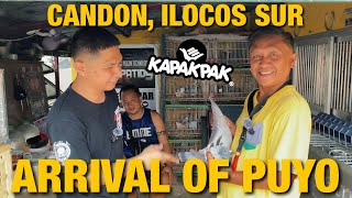 THE ARRIVAL OF PUYO FROM CANDON ILOCOS SUR