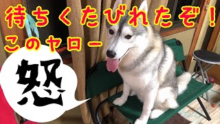 【お留守番】帰宅した飼い主に喜びながら怒り狂うシベリアンハスキー