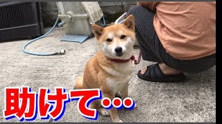 パパをじーっと見つめ何かを訴える柴犬ハナ -- Shiba stare dad.