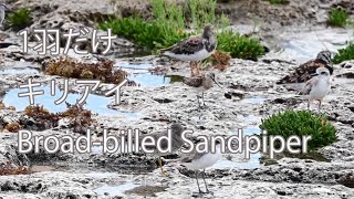 【1羽だけ】キリアイ Broad-billed Sandpiper