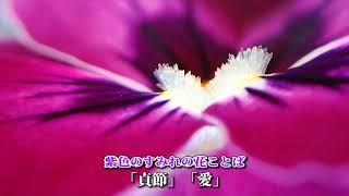 すみれの花（マクロ撮影）