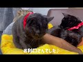 【緊急】愛猫の異変に気づいたので即病院へ【保護猫】