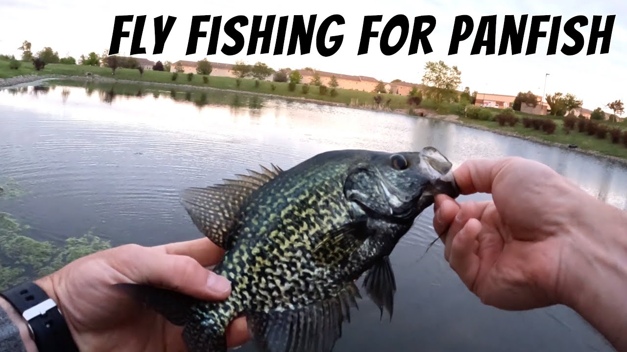 Slaying Bluegill, Crappie And Bass With A Budget Fly Rod (Fly Fishing ...