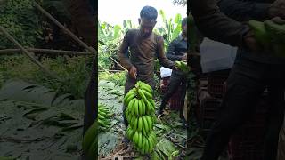 Today banana Harvesting in India gujrat panetha belugam #bananafarming