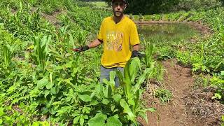 A Importância do Manejo Agroflorestal e da Seleção de Plantas