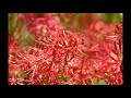 彼岸花咲く 梅林寺 cluster amaryllis blooming at bairinji temple