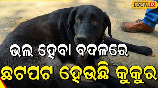 'ଡାକ୍ତରଙ୍କ ଭୁଲ ଇଞ୍ଜେକ୍ସନ୍‌ ପାଇଁ କୁକୁର ପାଉଛି କଷ୍ଟ'  । Balangir ।Dog।  Odia News।#local18