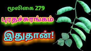 மொச்சை கொடி|மொச்சைக்கொட்டை|Mochai|field indian bean|அலசல்|Alasal