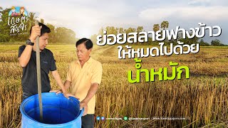 ย่อยสลายฟางข้าวให้หมดไปด้วย น้ำหมัก - เกษตรสัญจร