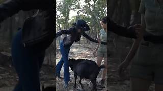 The goats have no chill 🐐 #shorts #goat #pokimane #collab #alveus #mayahiga #twi