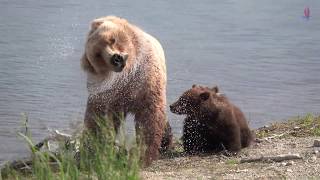 Katmai National Park棕熊捕鮭魚