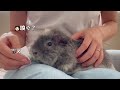 モルモットの歯がクチャイ... guinea pig with tartar