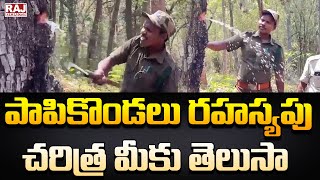 పాపికొండలు రహస్యపు చరిత్ర మీకు తెలుసా | A Rare Tree in Papikonda Forest | Raj News Telugu