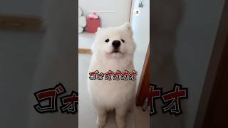 見た目に騙されてはいけない｜PECO #サモエド #大型犬 #愛犬家 #大型犬のいる生活 #samoyed #dog #doglover #samoyedlove #samoyedlife