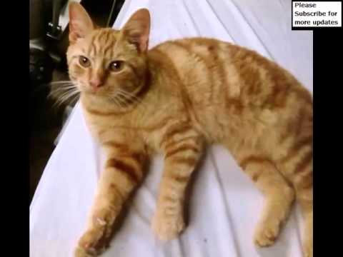 American Shorthair Orange And White | Set Of Cat Picture Collection American Shorthair Orange And White | Set Of Cat Picture Collection